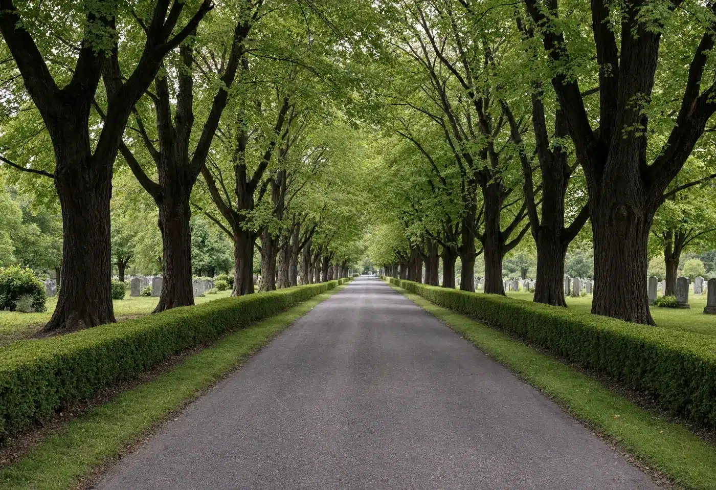 A quiet tree-lined lane through an older garden cemetery with hedges and mown grass