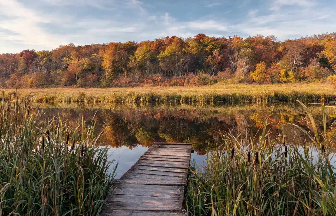 A small stocked pond ringed with cattails and a short wooden dock, a hardwood ridge in autumn color reflected in still water