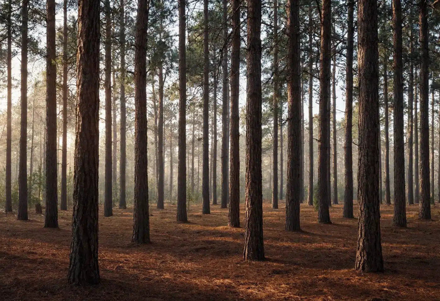 A thinned stand of mature pine with sunlight between the trunks, representing severed timber rights